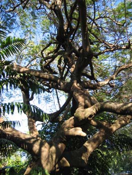 Delonix regia   - Trunk and main branches