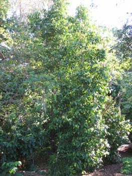 Gnetum gnemon   - 
