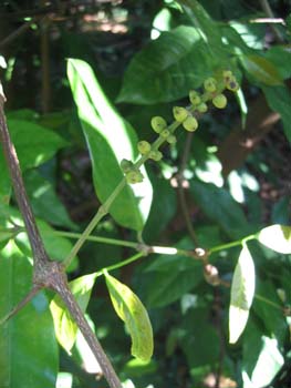 Gnetum gnemon   - 