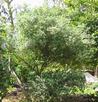 Jacaranda jasminoides   - 