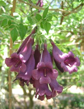 Jacaranda jasminoides   - 