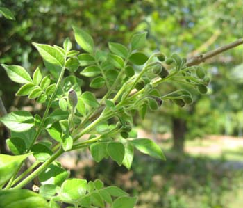 Jacaranda jasminoides   - 