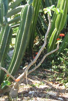 Jatropha podagrica   - 