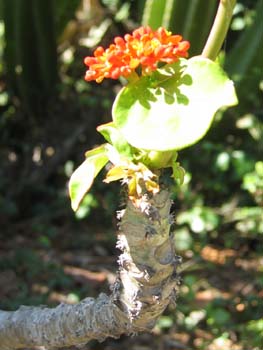 Jatropha podagrica   - 