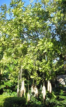 Kigelia africana   - 