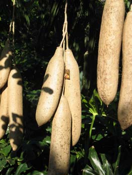 Kigelia africana   - 