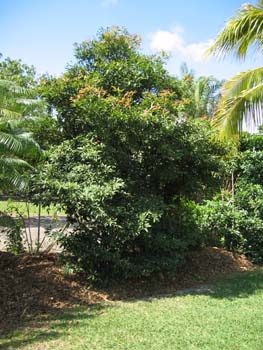 Manilkara zapota   - 