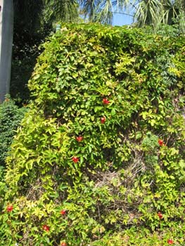 Passiflora cincinnata   - 