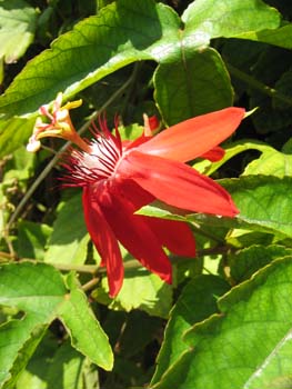 Passiflora cincinnata   - 