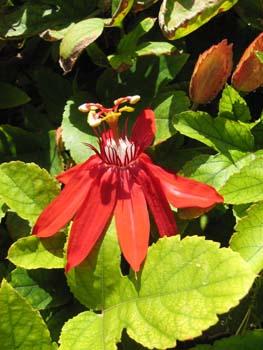 Passiflora cincinnata   - 
