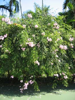 Podranea ricasoliana   - 