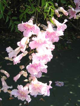 Podranea ricasoliana   - 