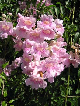 Podranea ricasoliana   - 
