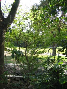 Poitea carinalis   - 