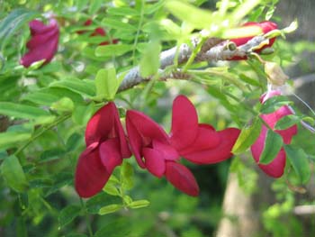 Poitea carinalis   - 