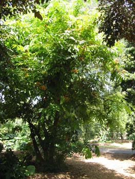 Saraca indica   - 
