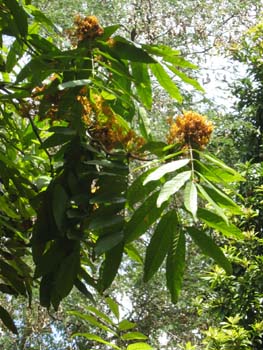 Saraca indica   - 
