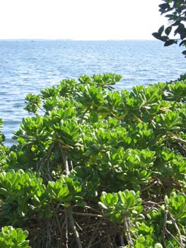 Scaevola taccada   - Plant in Florida (Kampong Garden)