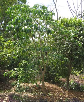 Stemmadenia litoralis   - 