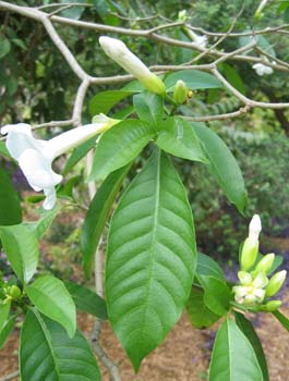Stemmadenia litoralis   - 