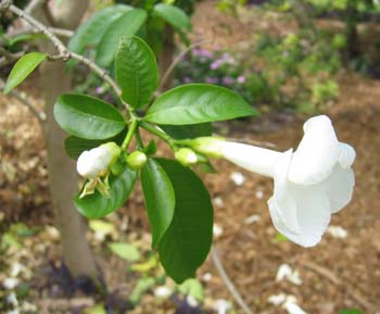 Stemmadenia litoralis   - 