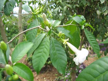 Stemmadenia litoralis   - 