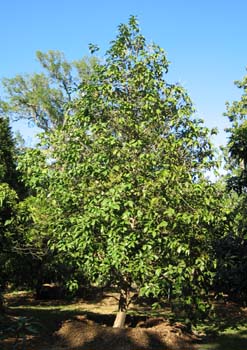 Syzygium malaccense   - 