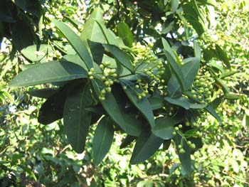 Syzygium samarangense   - 