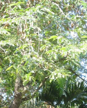 Tamarindus indica   - 