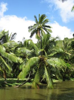 Cocos nucifera   - Cocos nucifera over Lawai Kai stream (2)
