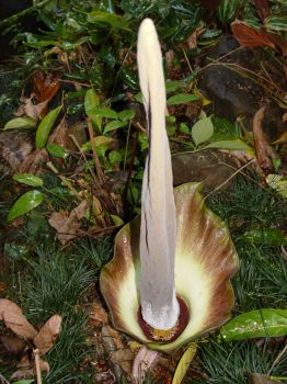 Amorphophallus lambii   - Inflorescence spathe and spadix at anthesis
