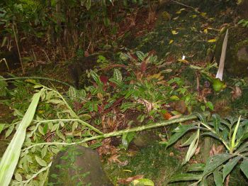 Amorphophallus lambii   - Leaf bent over by wind