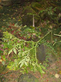 Amorphophallus lambii   - Leaf, bent over by wind