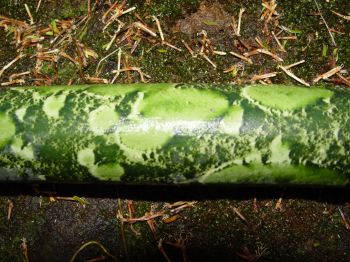 Amorphophallus lambii   - Petiole showing markings