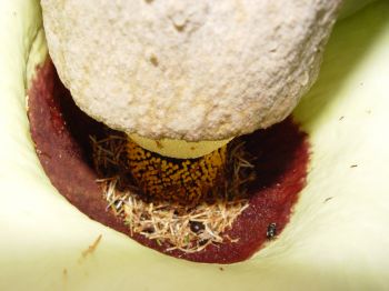 Amorphophallus lambii   - Base of spathe with flowers