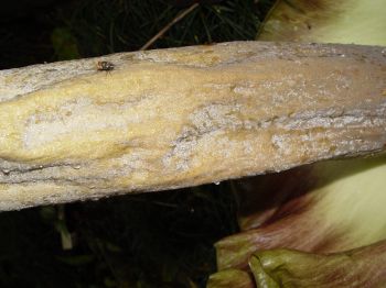 Amorphophallus lambii   - Middle of spathe with fly