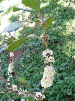 Coffea mauritiana   - Flowering branch in full flower