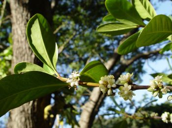 Coffea mauritiana   - Flowering branch and leaves