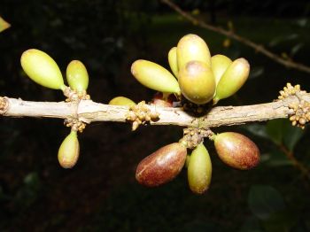 Coffea mauritiana   - Freen and ripe fruits