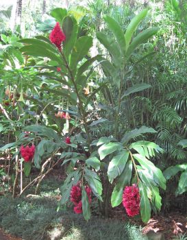 Alpinia purpurata  'Tahitian' - Alpinia purpurata 'Tahitian' - Flowers
