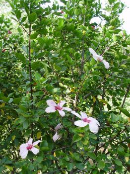Hibiscus genevii   - Hibiscus genevii habit