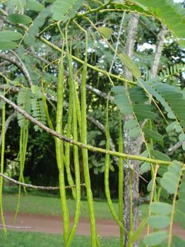 Sesbania grandiflora   - Sesbania grandiflora fruits