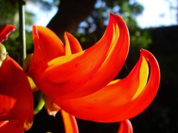 Mucuna novo-guineensis   - Mucuna novo-guineensis flower
