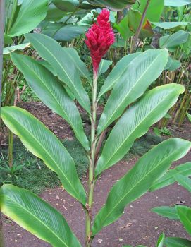 Alpinia purpurata  'Tahitian' - Alpinia purpurata 'Tahitian'-