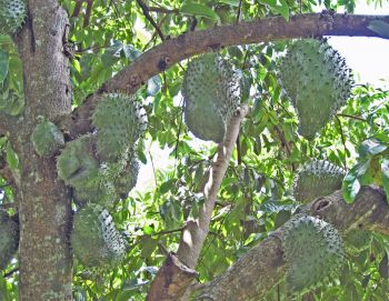 Annona muricata   - fruit
