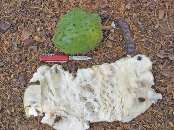 Annona muricata   - fruit contents