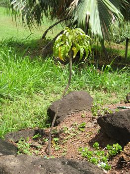 Delissea rhytidosperma   - plant