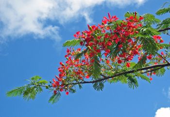 Delonix regia   - flowers