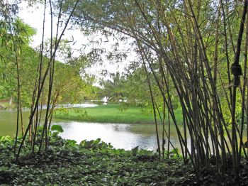 Bambusa vulgaris  'Vittata' - View through clump of golden bamboo