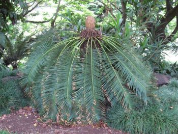 Cycas media   - Habit, female plant